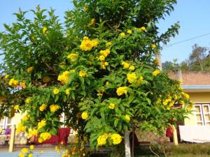 Foto 110 Baumblüte nach dem Monsun_2015