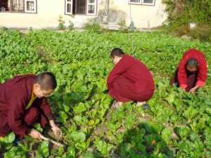 Gartenarbeit (1) (800px)