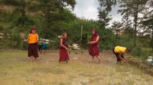 Nonnen beim Setzen der Reispflanzen (800px)