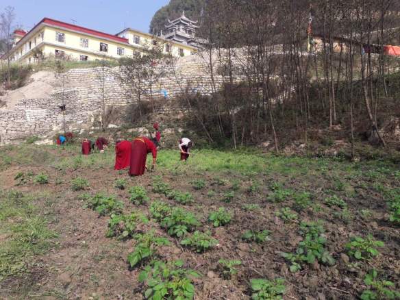 Kartoffelfeld_neu (1024)